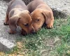 Dachshund (Miniature Smooth Haired)