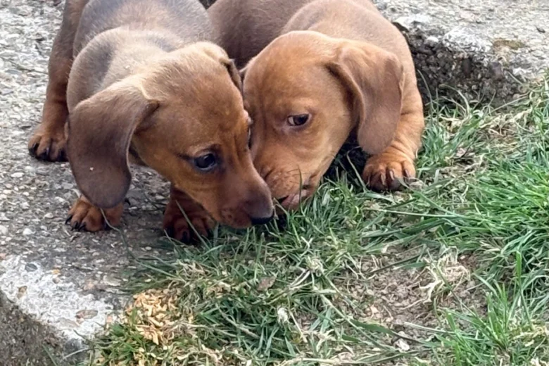 Dachshund (Miniature Smooth Haired)