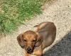 Dachshund (Miniature Smooth Haired)