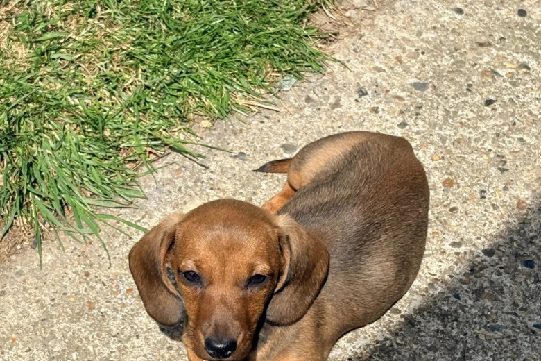 Dachshund (Miniature Smooth Haired)