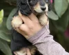 Dachshund (Miniature Long Haired)