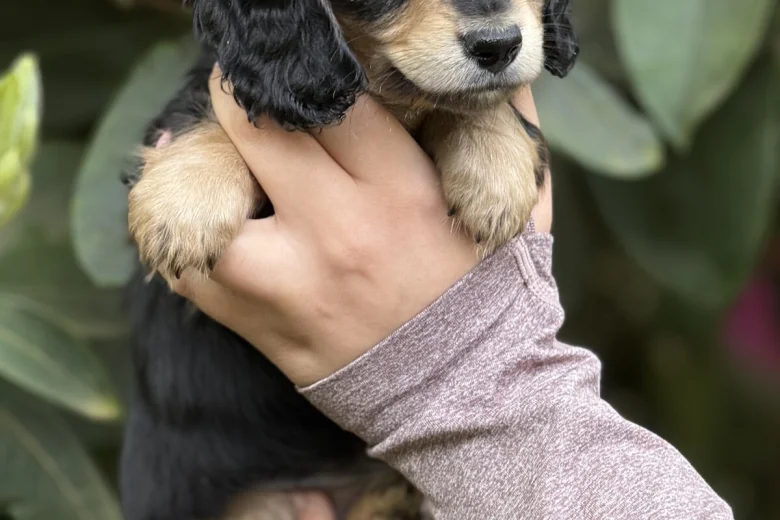 Dachshund (Miniature Long Haired)