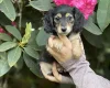 Dachshund (Miniature Long Haired)