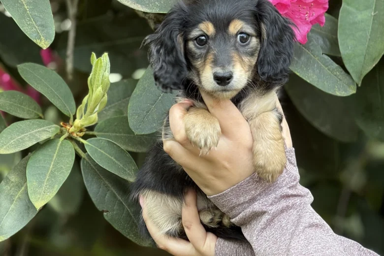 Dachshund (Miniature Long Haired)