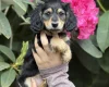 Dachshund (Miniature Long Haired)