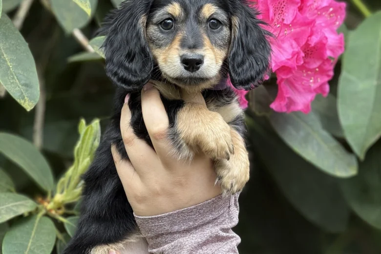 Dachshund (Miniature Long Haired)