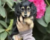 Dachshund (Miniature Long Haired)