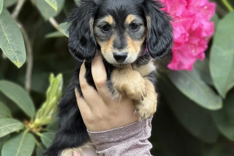 Dachshund (Miniature Long Haired)