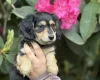 Dachshund (Miniature Long Haired)