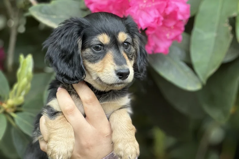 Dachshund (Miniature Long Haired)