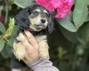 Dachshund (Miniature Long Haired)