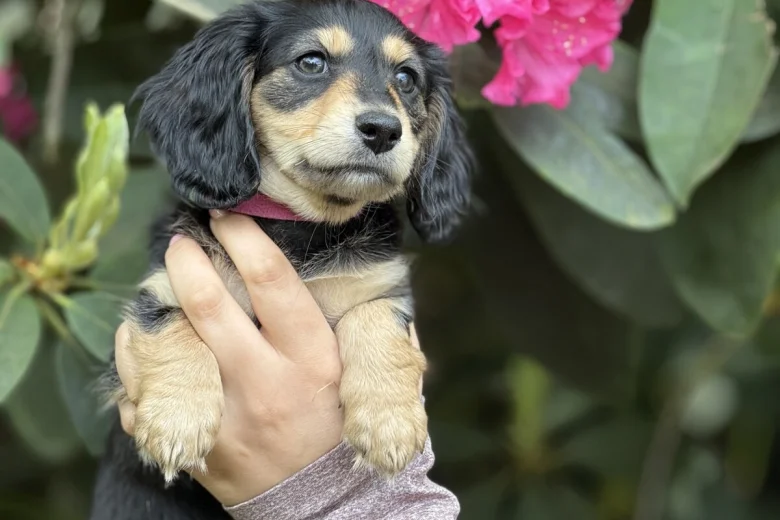 Dachshund (Miniature Long Haired)