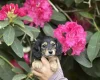 Dachshund (Miniature Long Haired)