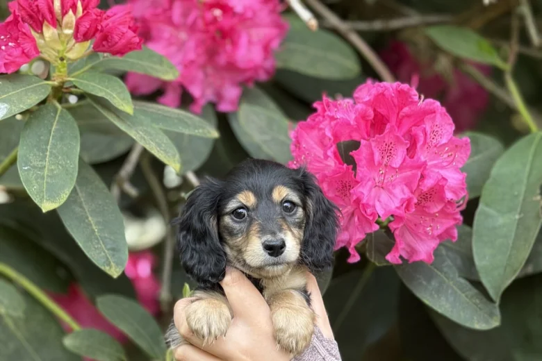 Dachshund (Miniature Long Haired)
