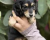 Dachshund (Miniature Long Haired)