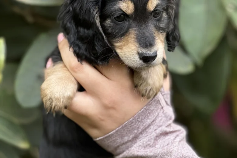 Dachshund (Miniature Long Haired)