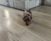 Dachshund (Miniature Smooth Haired)