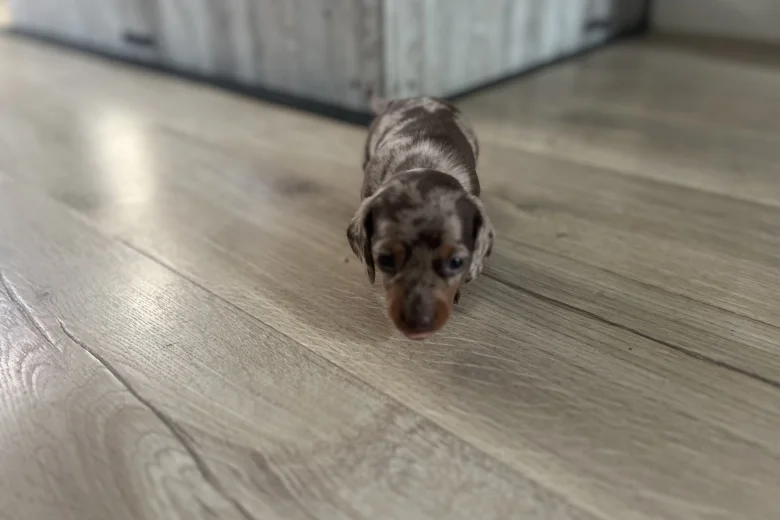 Dachshund (Miniature Smooth Haired)