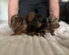 Dachshund (Miniature Smooth Haired)