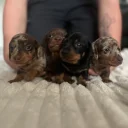 Dachshund (Miniature Smooth Haired)
