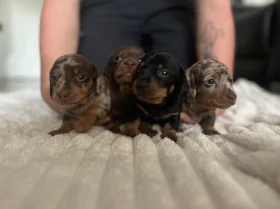 Dachshund (Miniature Smooth Haired)