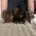 Dachshund (Miniature Smooth Haired)