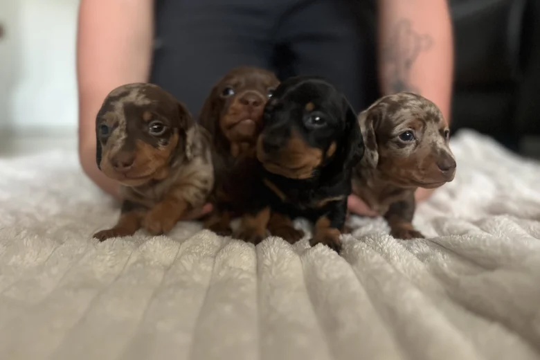 Dachshund (Miniature Smooth Haired)
