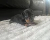 Dachshund (Miniature Smooth Haired)