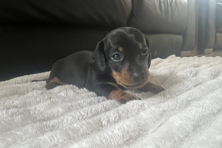 Dachshund (Miniature Smooth Haired)