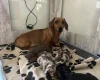 Dachshund (Miniature Smooth Haired)