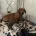 Dachshund (Miniature Smooth Haired)
