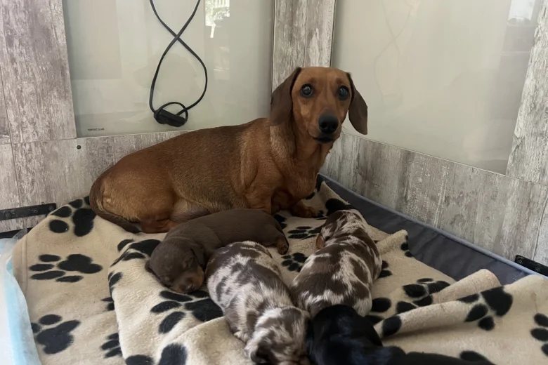 Dachshund (Miniature Smooth Haired)