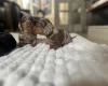 Dachshund (Miniature Smooth Haired)
