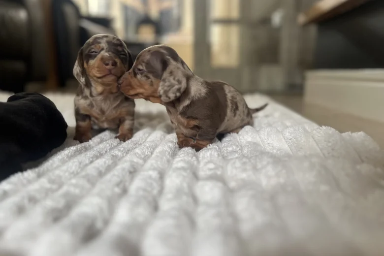 Dachshund (Miniature Smooth Haired)