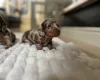 Dachshund (Miniature Smooth Haired)