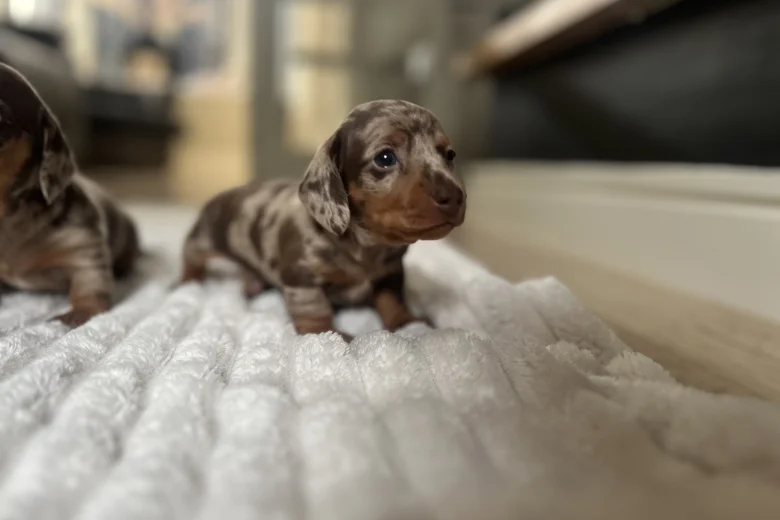 Dachshund (Miniature Smooth Haired)