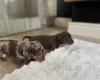 Dachshund (Miniature Smooth Haired)