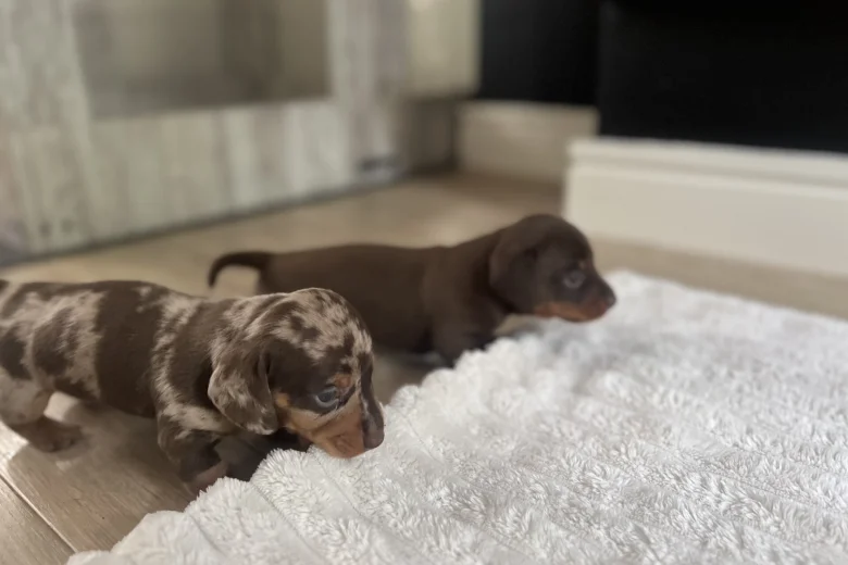 Dachshund (Miniature Smooth Haired)