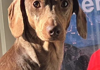 Stud