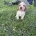 Cocker Spaniel (Working)