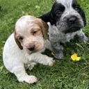 Cocker Spaniel (Working)