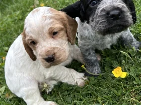 Cocker Spaniel (Working)