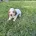 Cocker Spaniel (Working)
