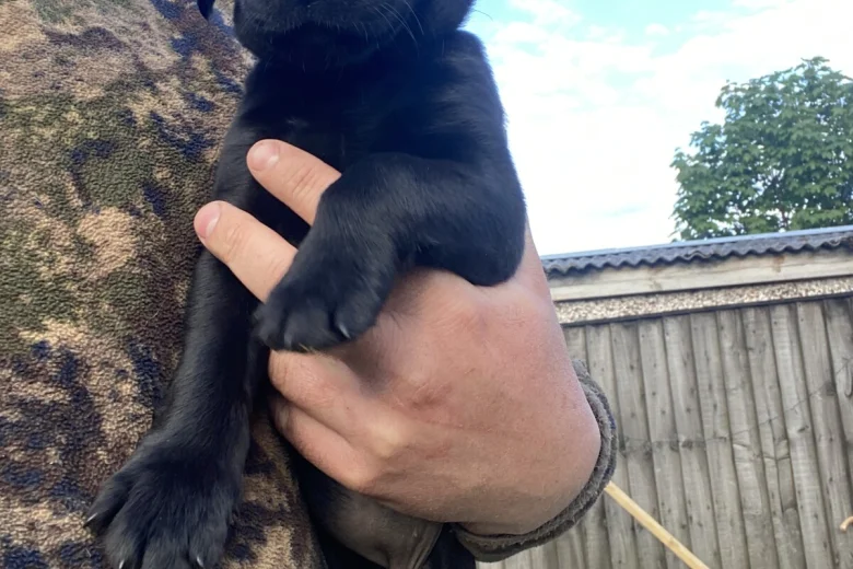 Labrador Retriever