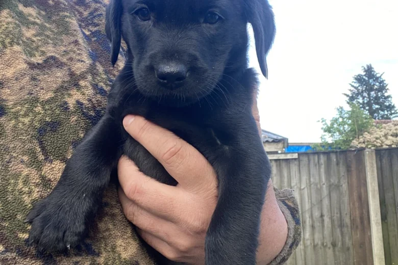 Labrador Retriever