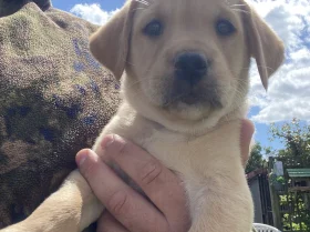 Labrador Retriever