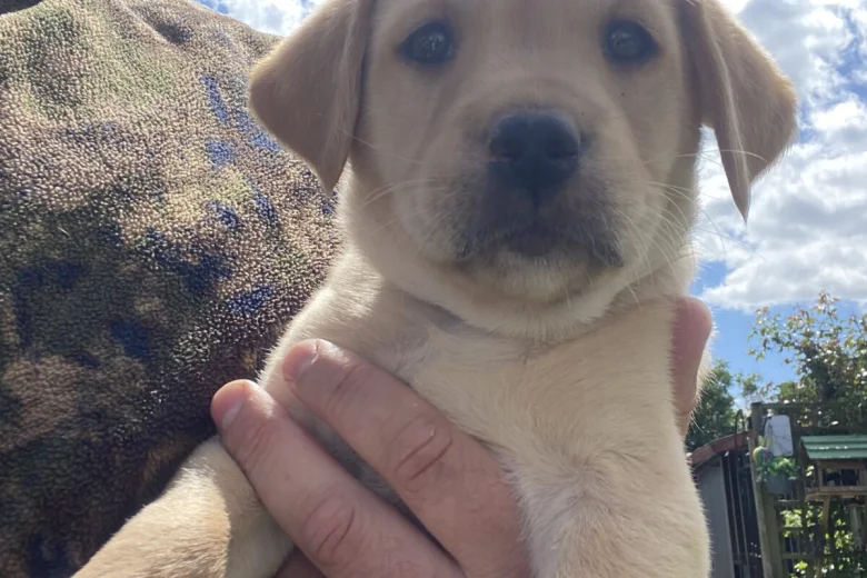 Labrador Retriever