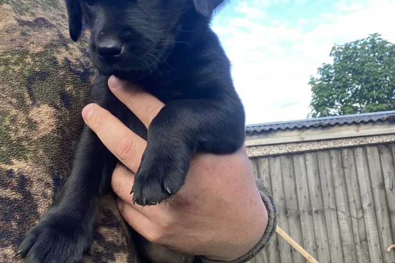 Labrador Retriever