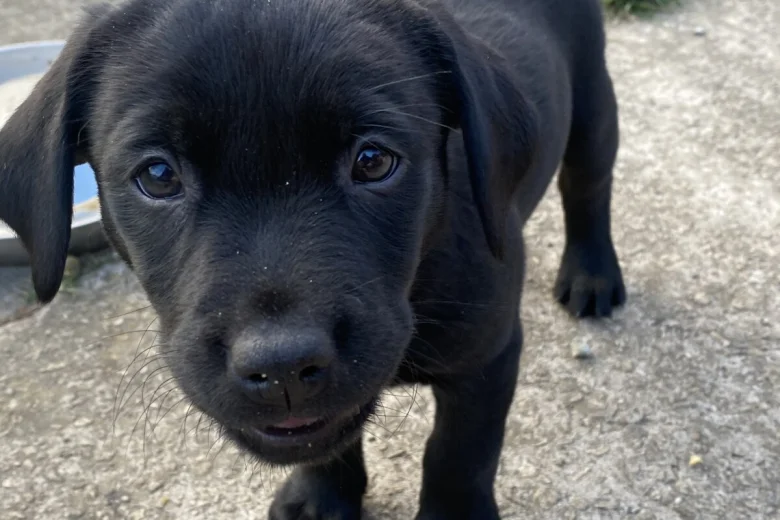 Labrador Retriever