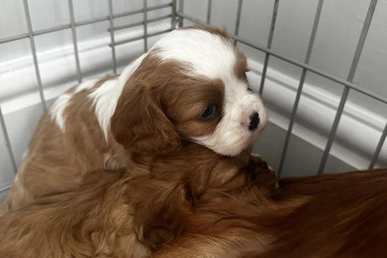 Cavalier King Charles Spaniel